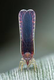 Attēlu rezultāti vaicājumam “Dianema nivale macro”