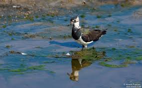 Attēlu rezultāti vaicājumam “Vanellus vanellus adult”