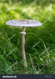 Attēlu rezultāti vaicājumam “Comatricha ellae macro”