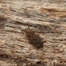 Attēlu rezultāti vaicājumam “Zopheridae”