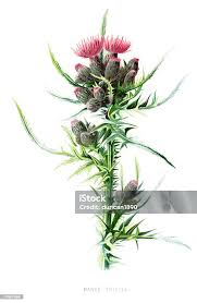 Attēlu rezultāti vaicājumam “Cirsium palustre”