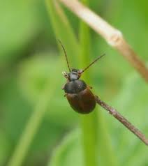 Attēlu rezultāti vaicājumam “Isomira murina”