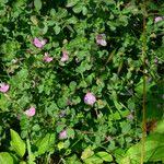 Attēlu rezultāti vaicājumam “Ononis arvensis leaf”