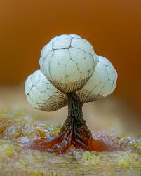 Attēlu rezultāti vaicājumam “Cribraria cancellata var. fusca”