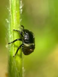 Attēlu rezultāti vaicājumam “Palomena prasina nymph”