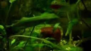 Attēlu rezultāti vaicājumam “Hildenbrandia rivularis”