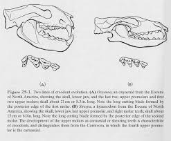 Attēlu rezultāti vaicājumam “Carnivora”