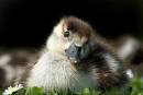 25 Cute Animals Pictures To Put You In a Good Mood
