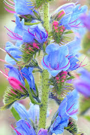 Attēlu rezultāti vaicājumam “Echium vulgare leaf”