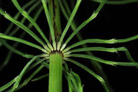 Attēlu rezultāti vaicājumam “Equisetum pratense”