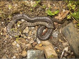 Attēlu rezultāti vaicājumam “Coronella austriaca adult”