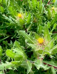 Image result for Cnicus benedictus