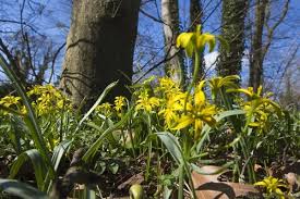 Attēlu rezultāti vaicājumam “Gagea lutea flower”