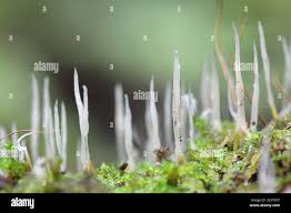 Attēlu rezultāti vaicājumam “Eocronartium muscicola”