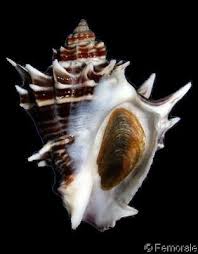 Image result for Melongena corona