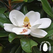 Attēlu rezultāti vaicājumam “Magnolia”