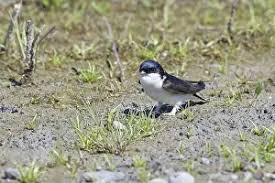 Attēlu rezultāti vaicājumam “Delichon urbicum”