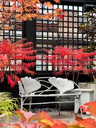 Attēlu rezultāti vaicājumam “Diderma radiatum stalked”