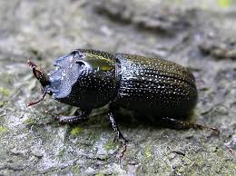 Attēlu rezultāti vaicājumam “Sinodendron cylindricum male”