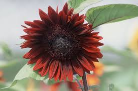 Attēlu rezultāti vaicājumam “Helianthus annuus flower”