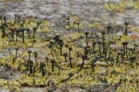 Attēlu rezultāti vaicājumam “Calicium viride”