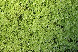 Attēlu rezultāti vaicājumam “Callitriche cophocarpa leaf”