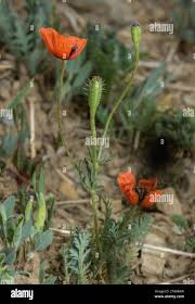 Attēlu rezultāti vaicājumam “Papaver argemone fruit”