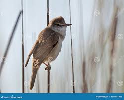 Image result for Acrocephalus arundinaceus