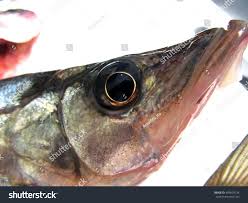 Image result for Centropomus undecimalis