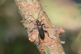 Attēlu rezultāti vaicājumam “Cortodera femorata”