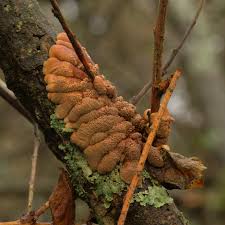 Attēlu rezultāti vaicājumam “Hypocreopsis lichenoides”
