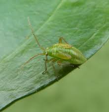 Attēlu rezultāti vaicājumam “Adelphocoris lineolatus imago”