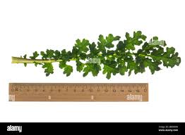 Attēlu rezultāti vaicājumam “Jacobaea vulgaris leaf”