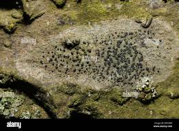 Attēlu rezultāti vaicājumam “Lecidella elaeochroma”