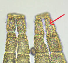 Attēlu rezultāti vaicājumam “Orthotrichum pumilum”