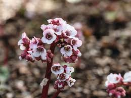 Attēlu rezultāti vaicājumam “Bergenia crassifolia flower”