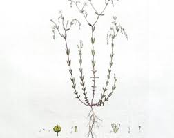 Attēlu rezultāti vaicājumam “Linum catharticum fruit”