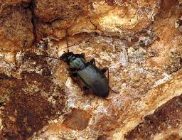 Attēlu rezultāti vaicājumam “Pterostichus oblongopunctatus”