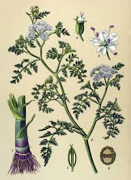 Attēlu rezultāti vaicājumam “Oenanthe aquatica flower”