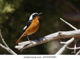 Image result for Phoenicurus moussieri