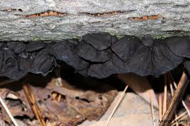 Attēlu rezultāti vaicājumam “Exidia recisa”