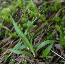Attēlu rezultāti vaicājumam “Luzula pilosa fruit”