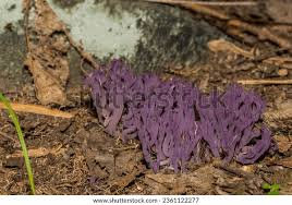 Attēlu rezultāti vaicājumam “Clavaria zollingeri”