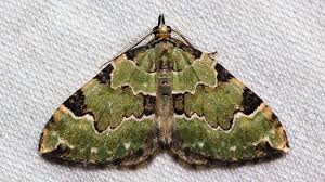 Attēlu rezultāti vaicājumam “Colostygia pectinataria male”