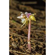 Attēlu rezultāti vaicājumam “Epipogium aphyllum flower”