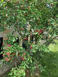 Attēlu rezultāti vaicājumam “Amelanchier spicata fruit”