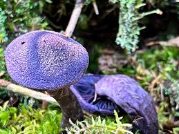 Attēlu rezultāti vaicājumam “Lentaria epichnoa”