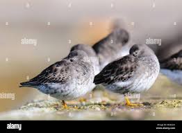 Attēlu rezultāti vaicājumam “Calidris maritima adult”