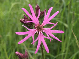 Attēlu rezultāti vaicājumam “Lychnis flos-cuculi flower”