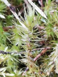 Attēlu rezultāti vaicājumam “Dicranum polysetum”